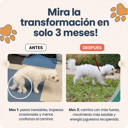 Muhsroomm masticables