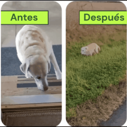 Wuffes Cuidado Articular